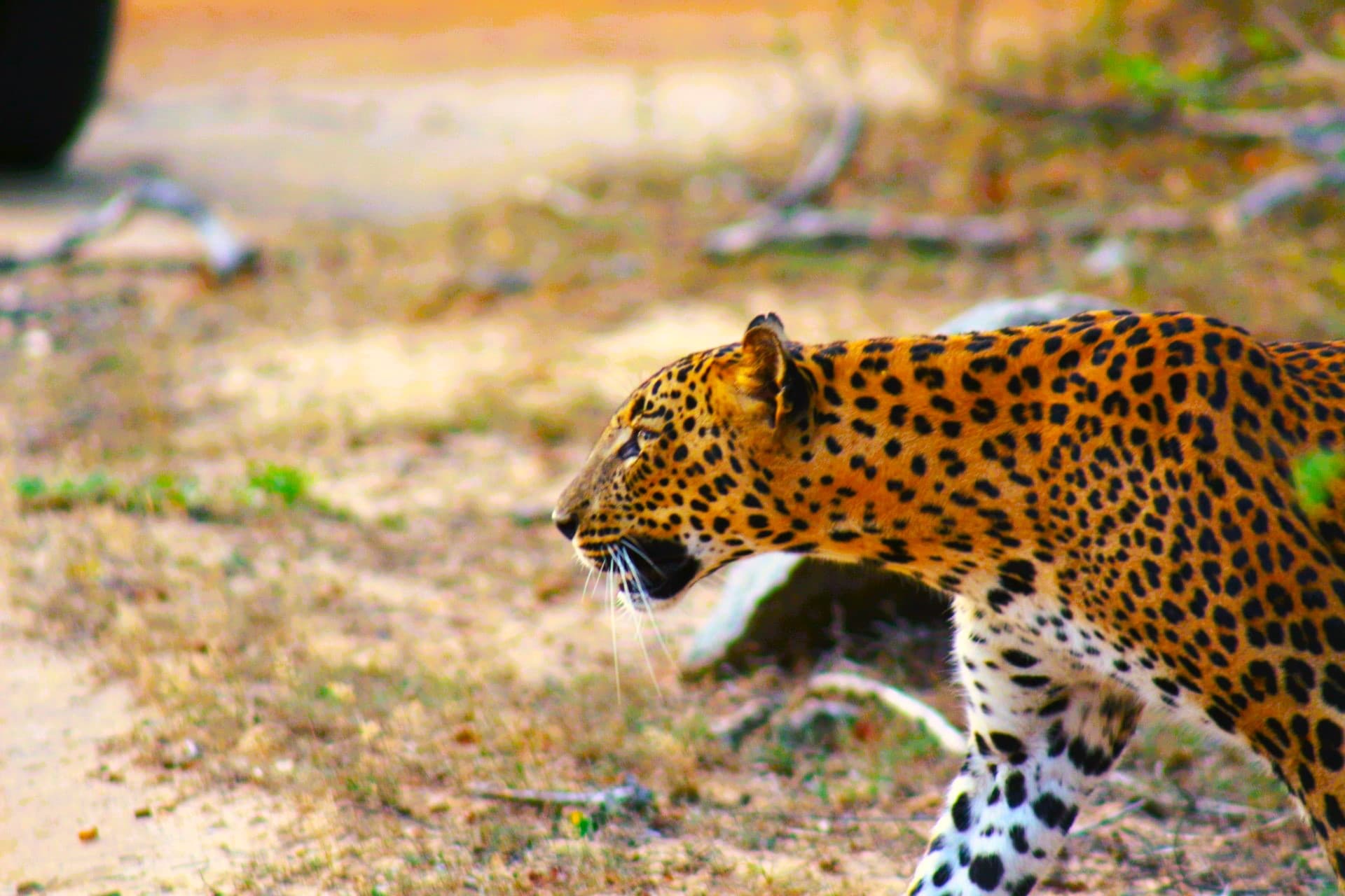 Safari jeep near natural lake in Wilpattu National Park