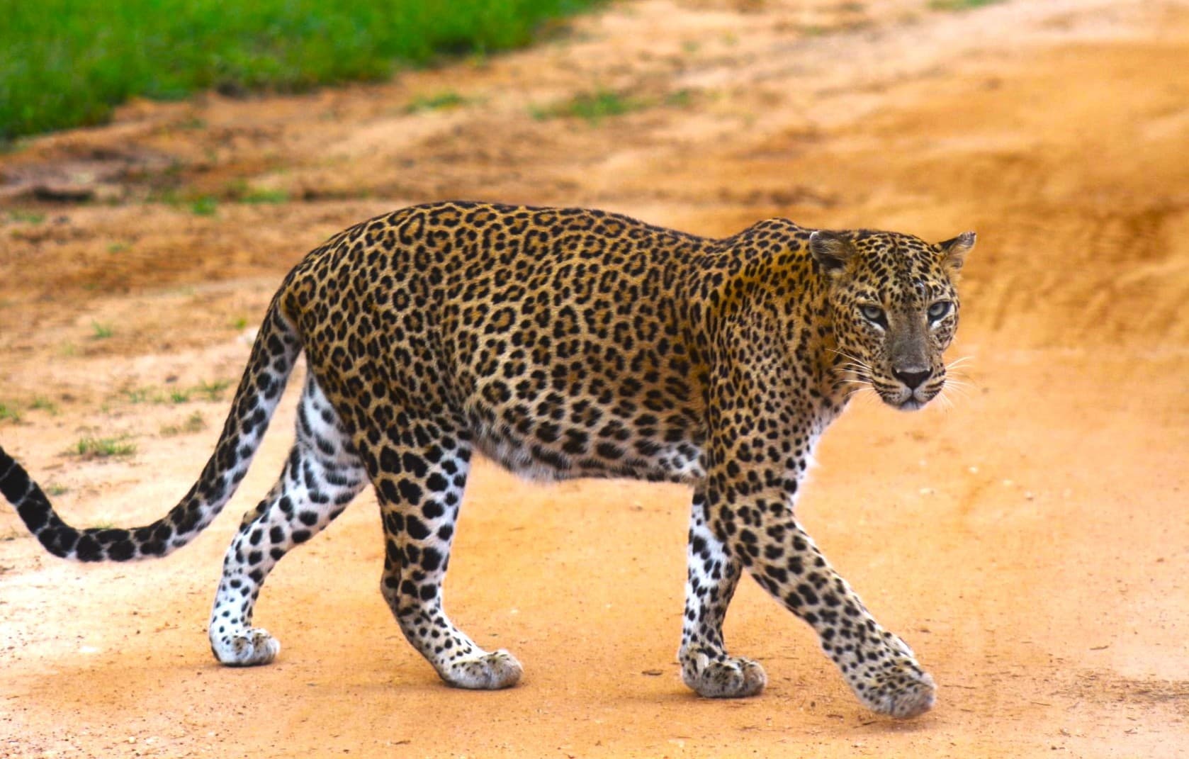 A modern 4x4 safari jeep ready for a Yala tour