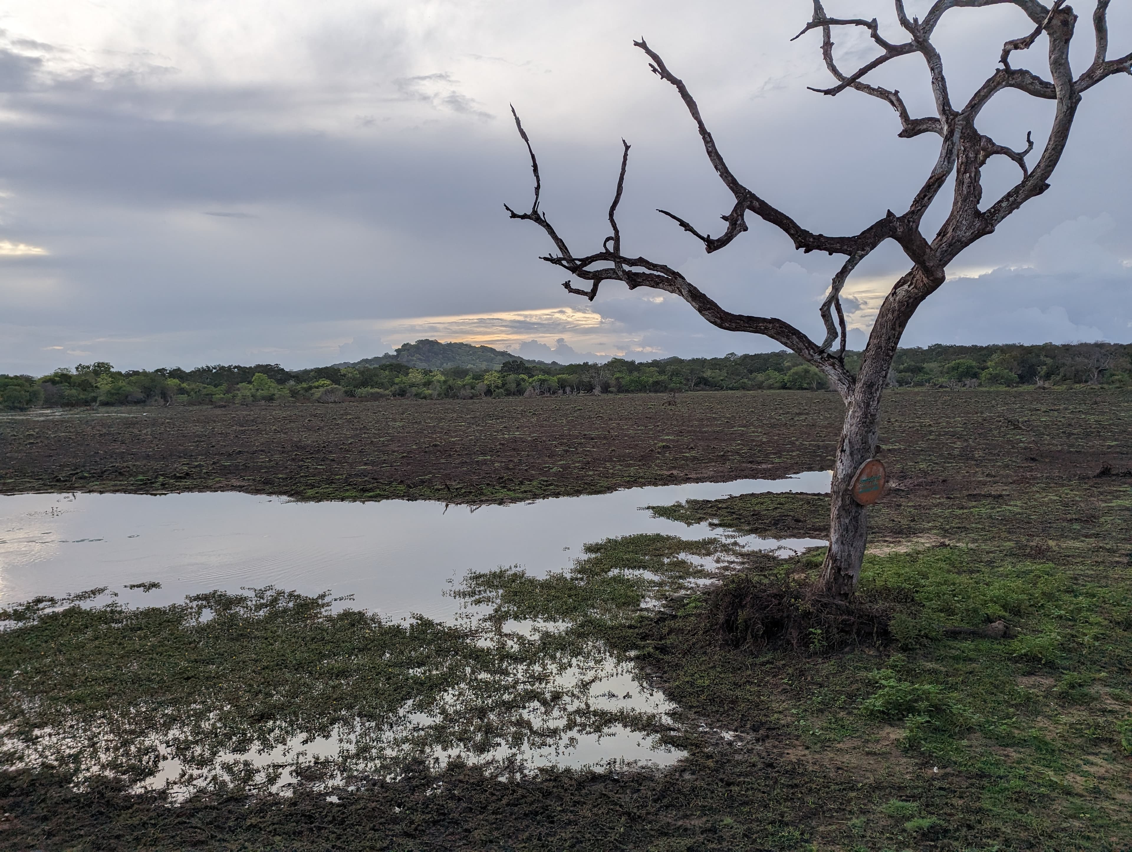 Birdwatching safari jeep in Bundala National Park