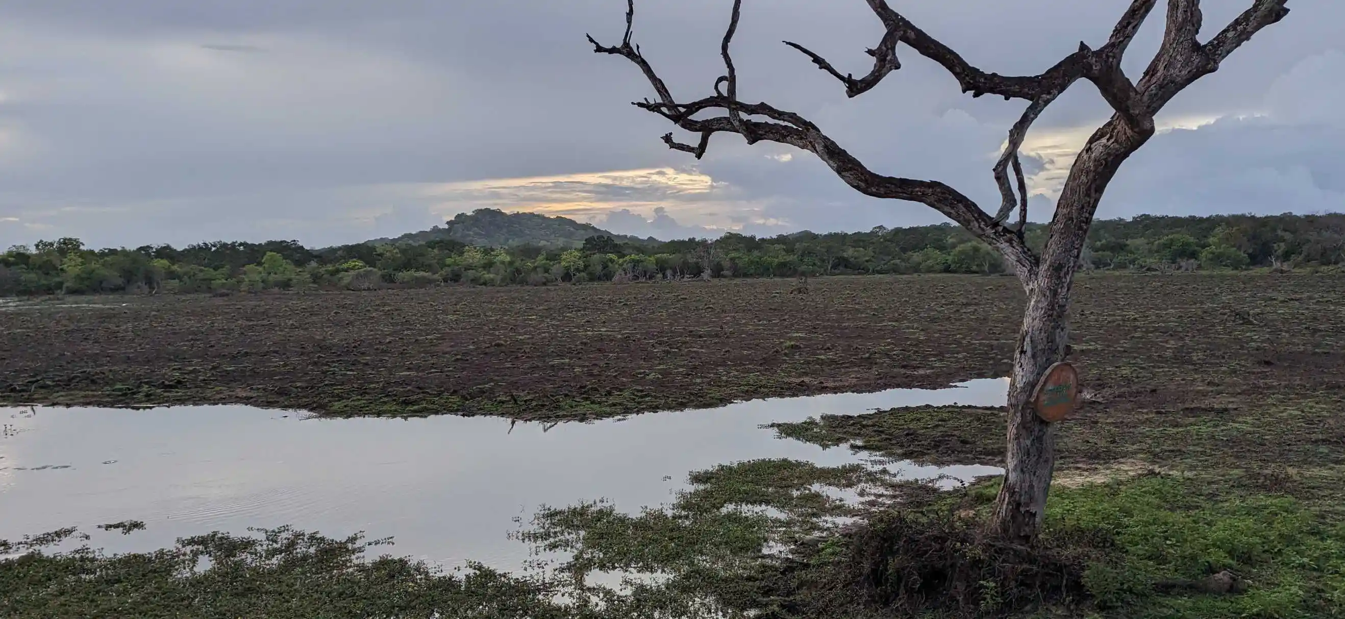 Bird watching safari with flamingos in Bundala National Park Sri Lanka