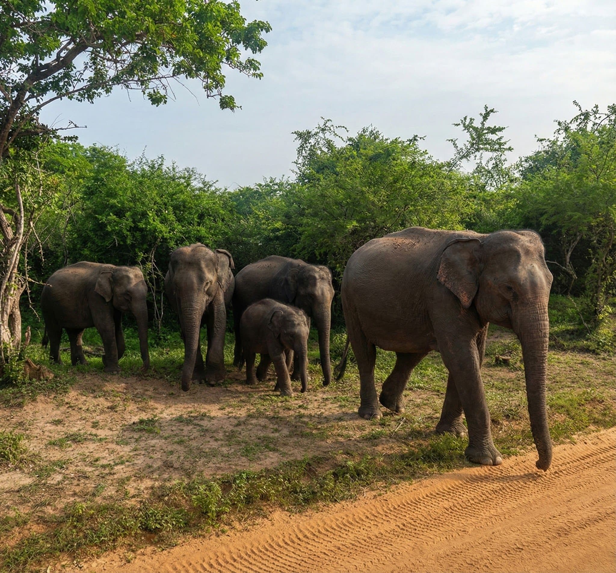 Elephant gathering during Minneriya safari