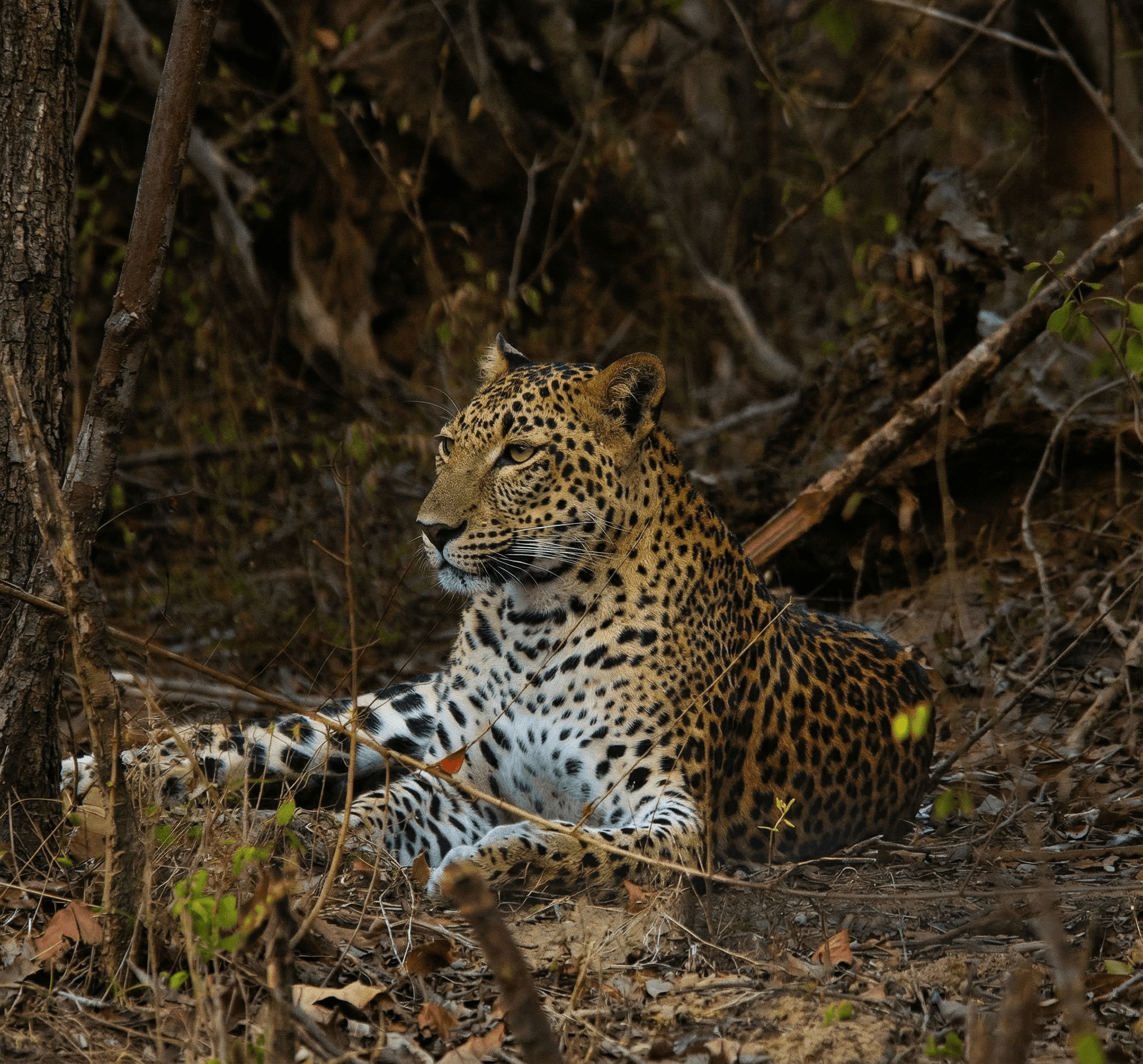 Yala National Park safari jeep tracking leopards
