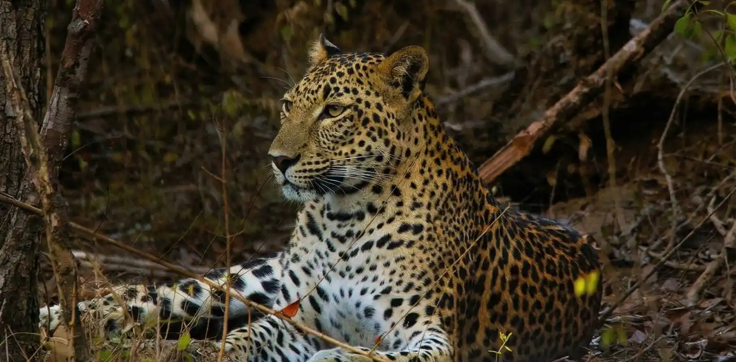 Bird watching safari at Kumana National Park wetland sanctuary in Sri Lanka